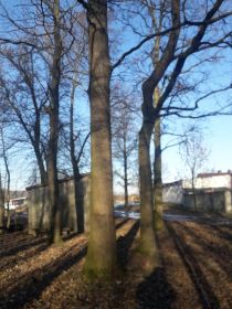 Sprzedam dęby oraz Olszyne