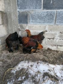 Sprzedam koguty brachmy olbrzymiej