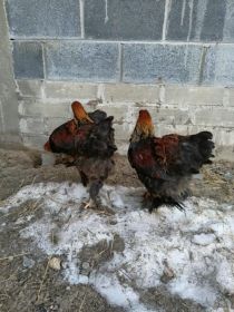 Sprzedam koguty brachmy olbrzymiej