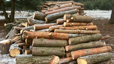 Sprzedam drzewo sosnę