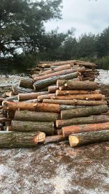 Sprzedam drzewo sosnę