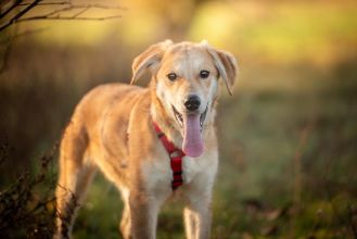 Wafel - biszkoptowy SZCZENIAK szuka domu!
