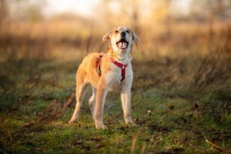 Wafel - biszkoptowy SZCZENIAK szuka domu!