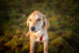 Wafel - biszkoptowy SZCZENIAK szuka domu!
