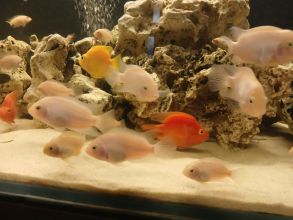 Rybki pielegnice zebry albinos