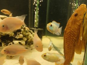 Rybki pielegnice zebry albinos