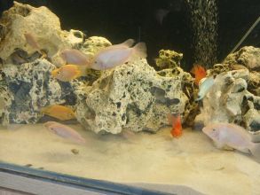 Rybki pielegnice zebry albinos