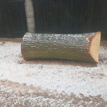 Sprzedam dęba w całości na schody...