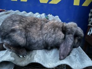 Sprzedam samicę Barana