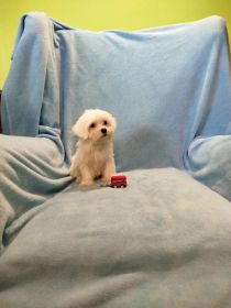 Maltańczyk piesek 1500 zł.