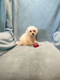 Maltańczyk piesek 1500 zł.