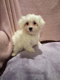 Maltańczyk suczka 1600 zł.