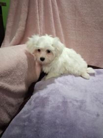 Maltańczyk suczka 1600 zł.