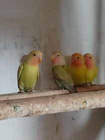 Sprzedam nimfę i nierozłączki