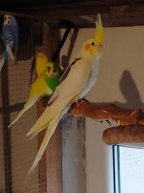 Sprzedam nimfę i nierozłączki