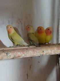 Sprzedam nimfę i nierozłączki