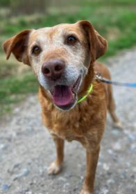 Staś, psi dziadek szuka domu na jesień życia