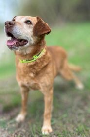 Staś, psi dziadek szuka domu na jesień życia