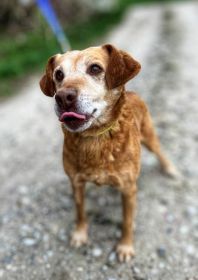 Staś, psi dziadek szuka domu na jesień życia