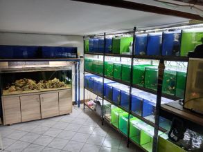 Rybki akwariowe różne