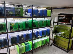 Rybki akwariowe różne