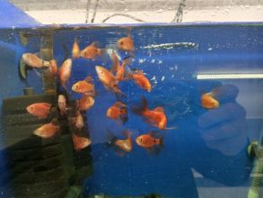 Rybki akwariowe różne