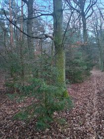 Sprzedam dęby na pniu