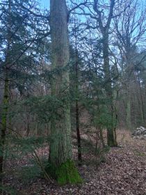 Sprzedam dęby na pniu