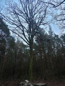 Sprzedam dęby na pniu