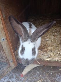 Samiec mieszaniec po OSC