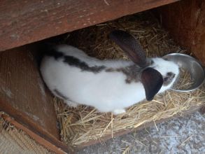 Samiec mieszaniec po OSC