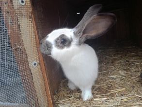 Samiec mieszaniec po OSC