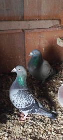 Gołębie pocztowe