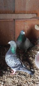 Gołębie pocztowe