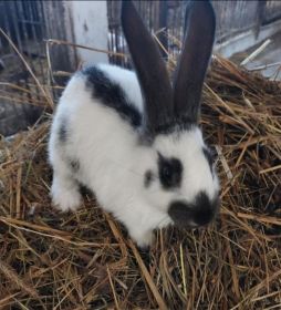 Sprzedam młode króliki