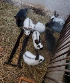 Sprzedam młode króliki