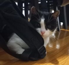 Oddam kotka w dobre ręce.