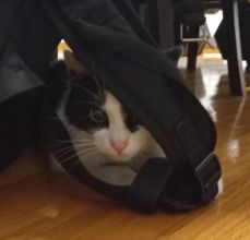 Oddam kotka w dobre ręce.