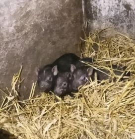 Sprzedam świnki wietnamskie