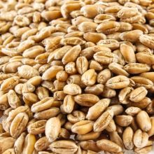 PSZENICA dla kur /możliwość dowozu