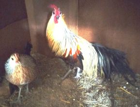 Feniksy miniaturowe (para)