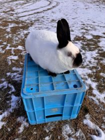 Samica kalifornijska