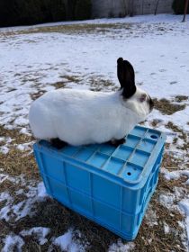 Samica kalifornijska