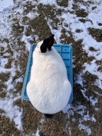 Samica kalifornijska