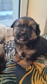 Szczeniaczki za darmo