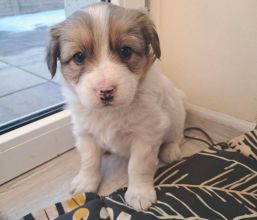 Szczeniaczki za darmo