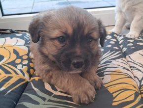 Szczeniaczki za darmo