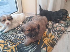 Szczeniaczki za darmo