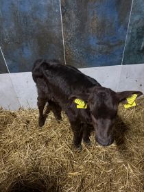 Sprzedam jałóweczkę