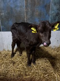 Sprzedam jałóweczkę